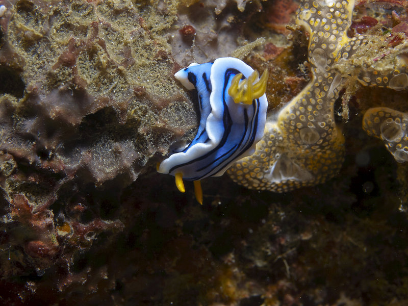 Nudibranch, Wreck Point